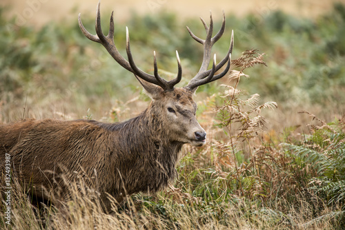 Majestic powerful red deer stag Cervus Elaphus in forest landsca