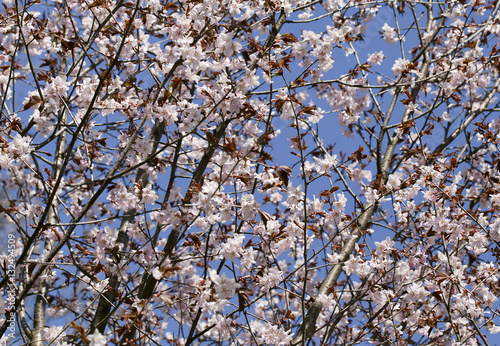 Sakura in the spring