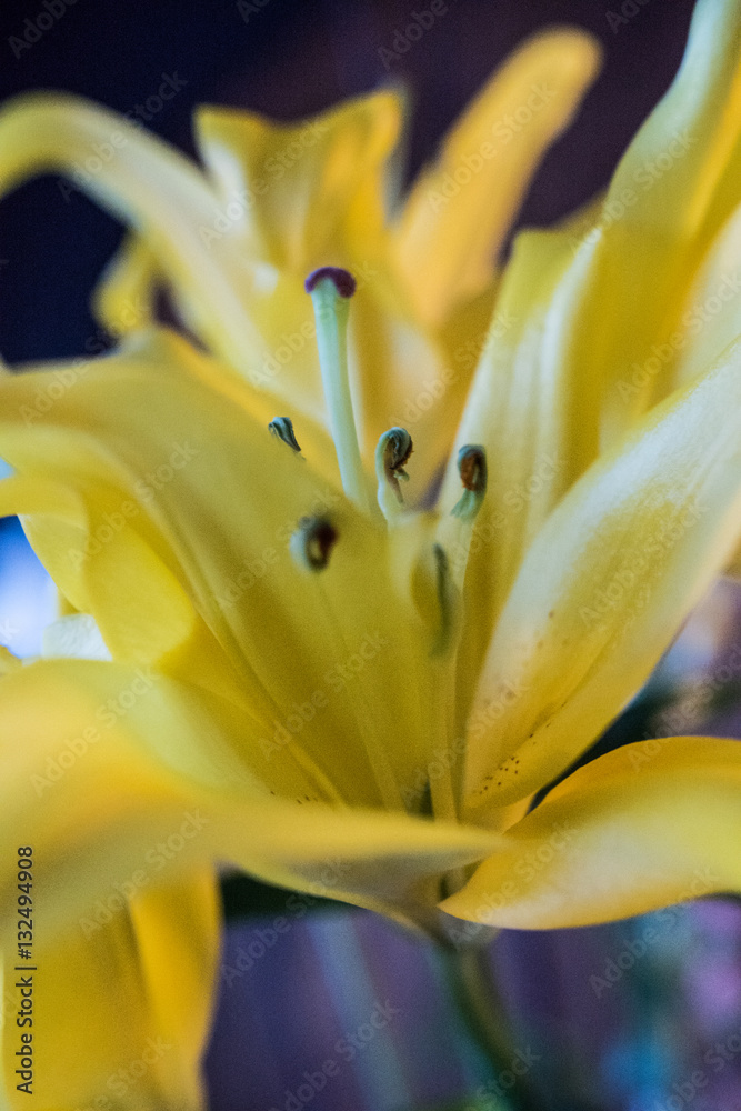 Obraz premium macro close-up of a yellow lily.