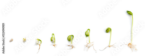 Sequence of bean plant growing experiment for child isolated on white background.