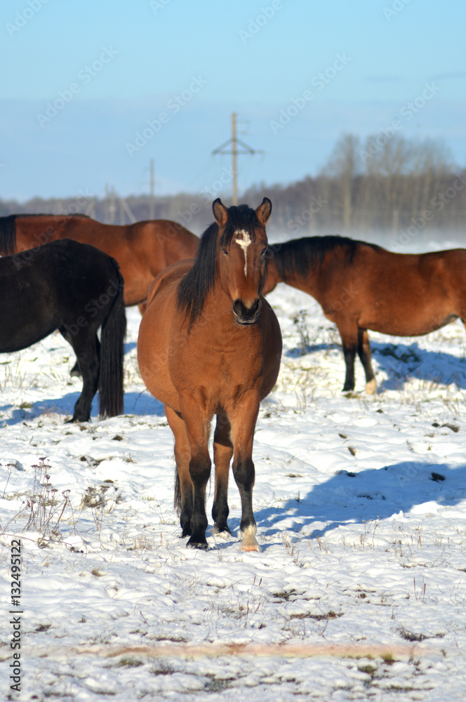 Obraz premium Bay horse looking in sunny winter day