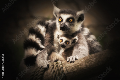 Lemuren Mutter mit Nachwuchs © sandradombrovsky