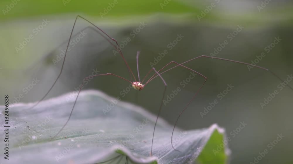 Daddy long legs spider macro shot Daddy long legs spider macro shot