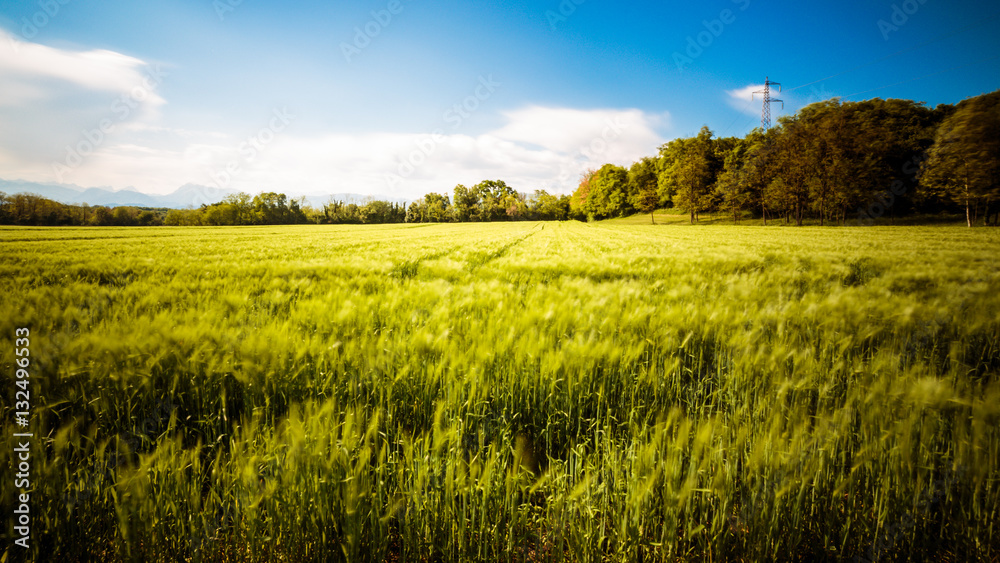 Fields of Italy in a spring day