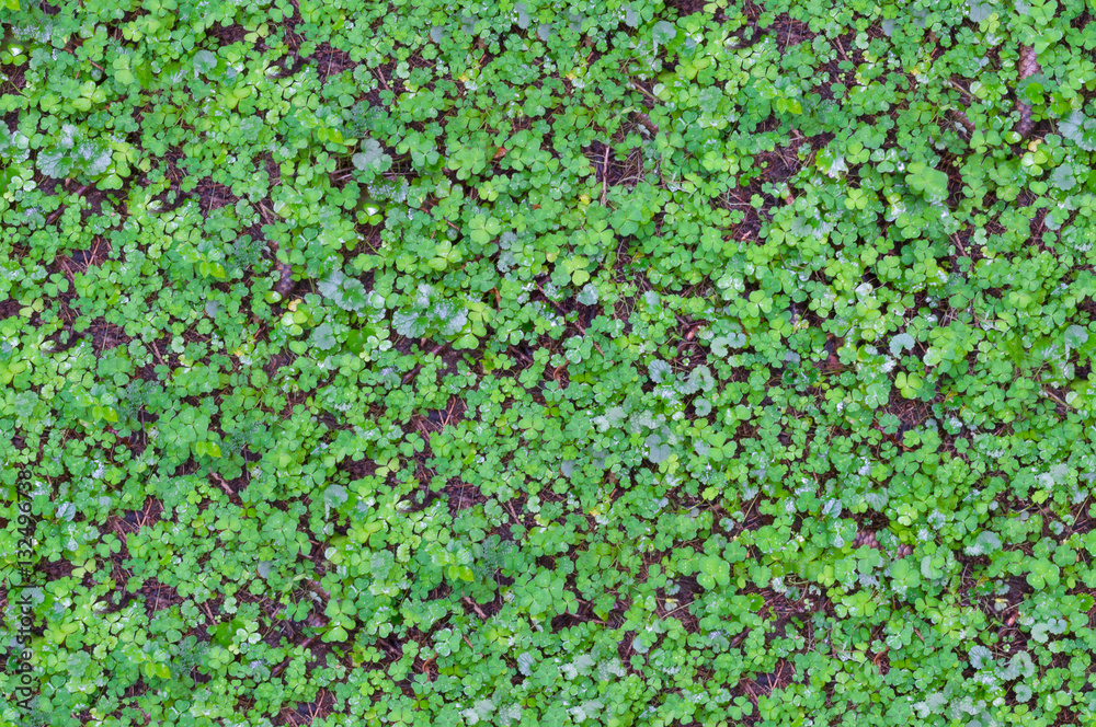 grass and ground plants texture grass and ground plants texture