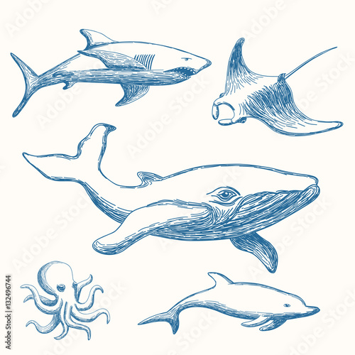 Hand drawn marine life set