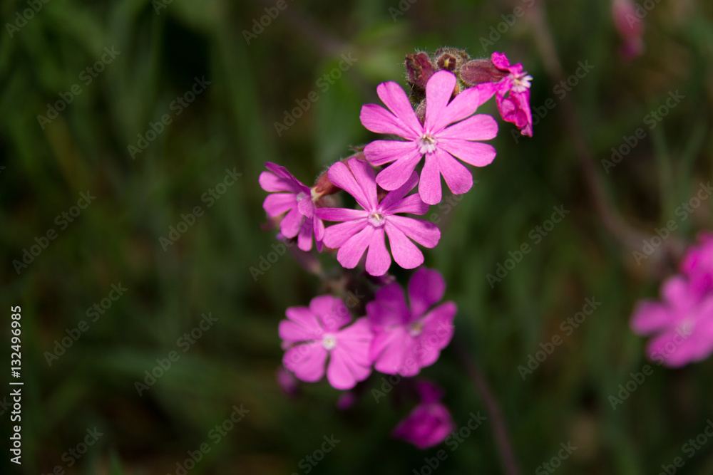 Purple flowers(macro)