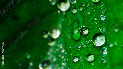 water on leaf(macro)