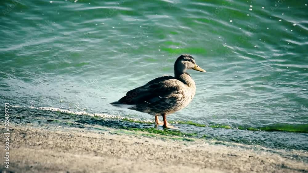 Duck foraging on river bank looking for food in polluted green water Duck foraging on river bank looking for food in polluted green water