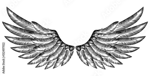 Pair of Bird Wings
