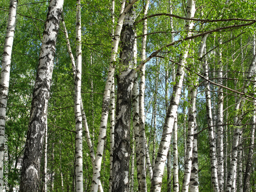 Beautiful spring birch