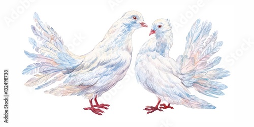 A couple of white pigeons. Watercolor.