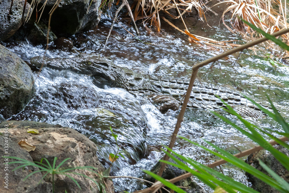 Obraz premium Crocodile in the water of Mzima Springs Kenya