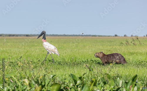 American Wood Stork (Mycteria americana) and capybara male in the El Cedral - Los Llanos, Venezuela, South America
