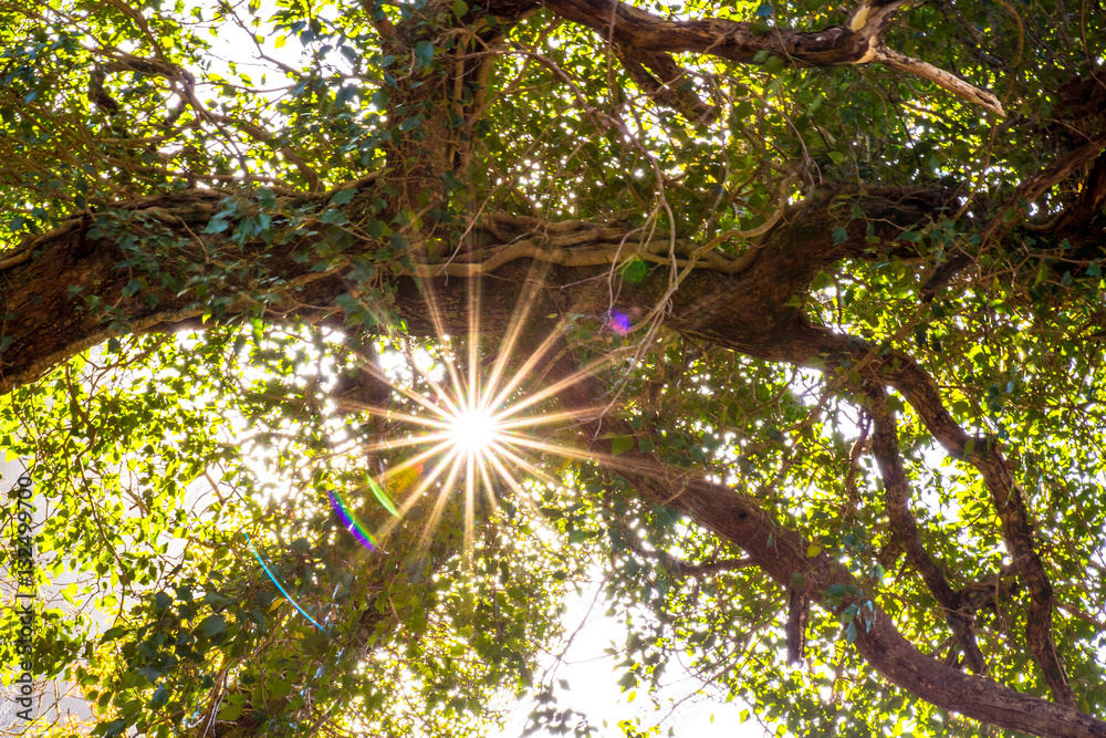 Obraz premium sun burst in the valley
