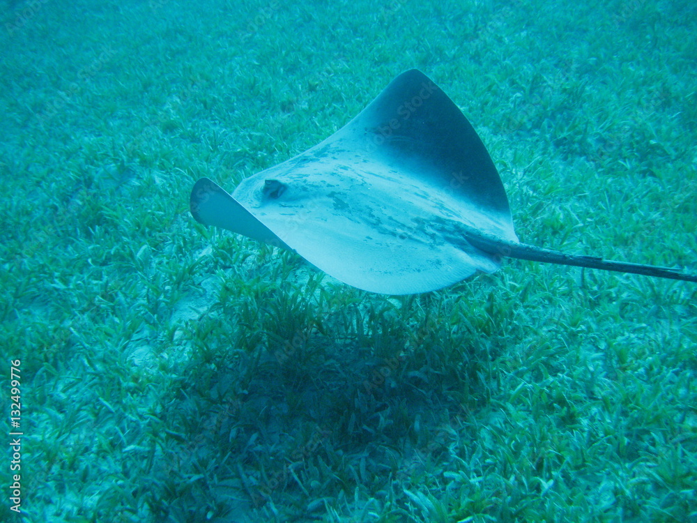 Stachelrochen