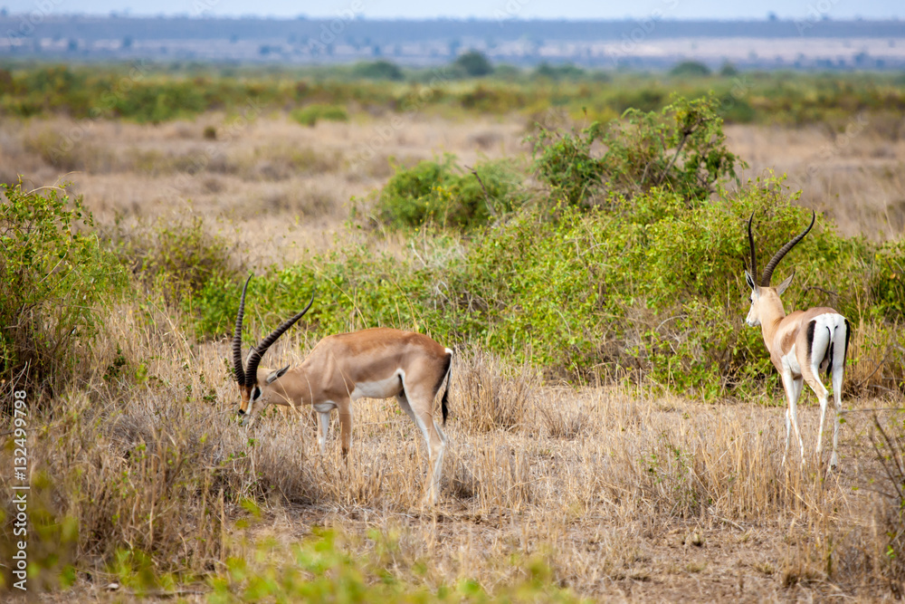 Fototapeta premium Two antelopes eating grass in the savannah of Kenya