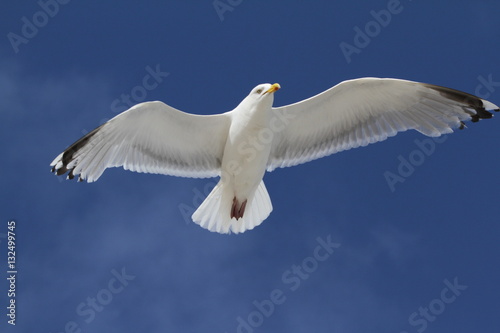 Seagull Bird blue sky