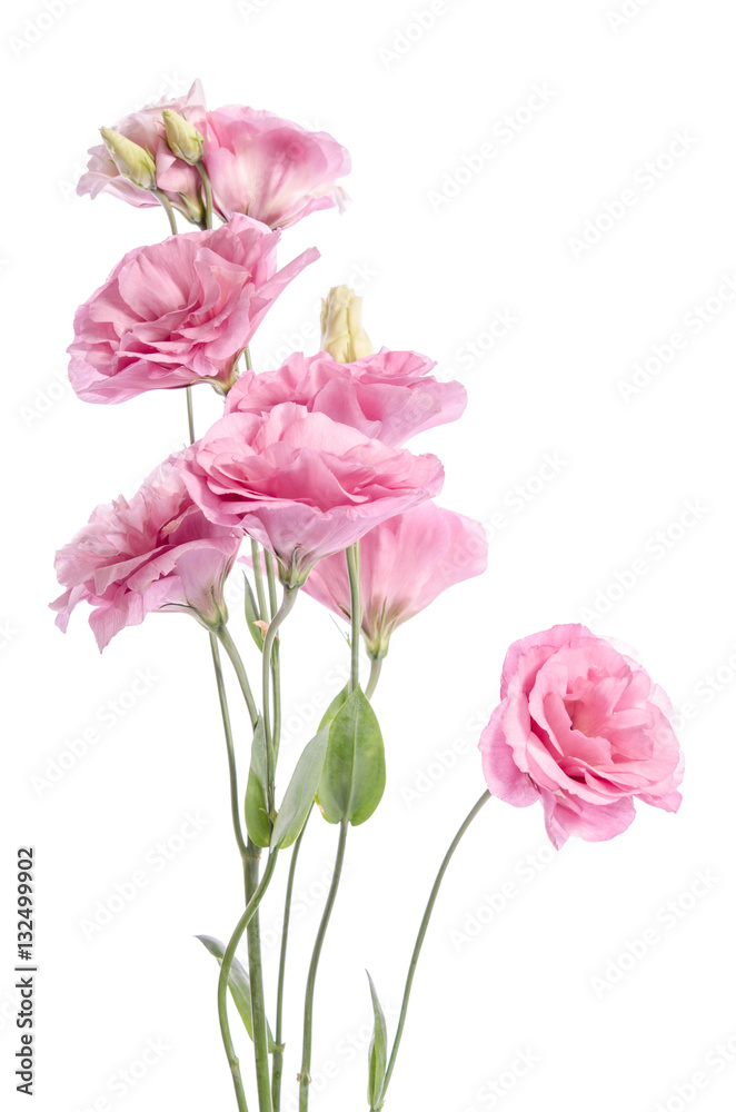 bunch of pink eustoma flowers isolated on white