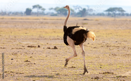 An ostrich is running, on safari in Kenya