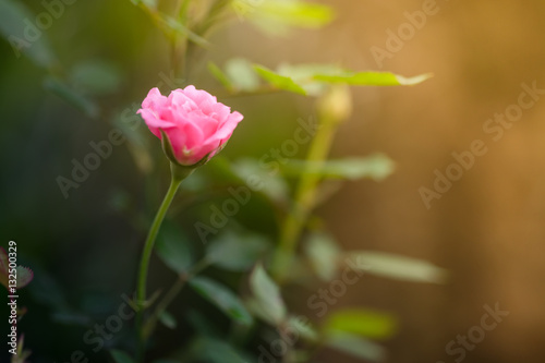 Beautiful pink rose flower in a garden