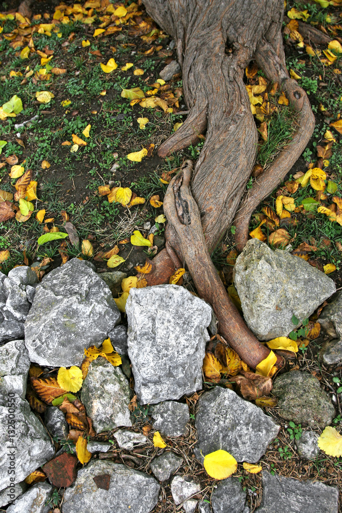 Roots of tree,stones and yellow leaves. Roots of tree,stones and yellow leaves.