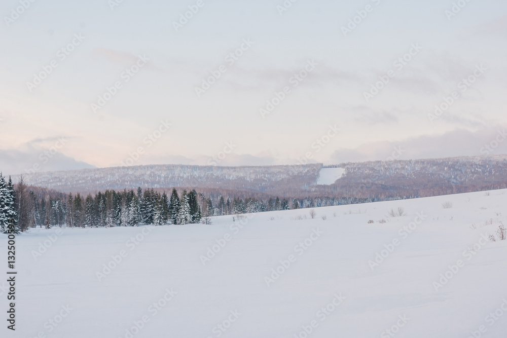 The wood in snow in the winter