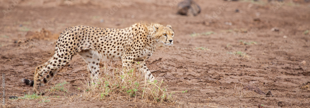 Obraz premium a gepard is walking in the savannah