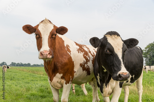 Curious cows in Dutch pasture © Kruwt