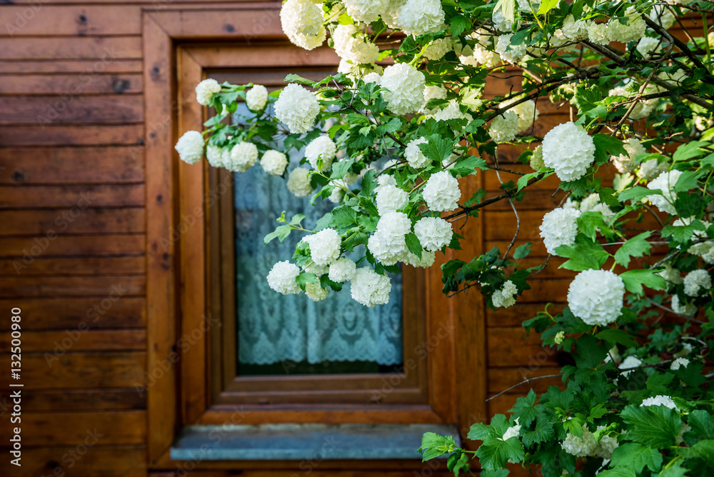 Fototapeta premium Viburnum opulus shrub on Mazowsze region in Poland