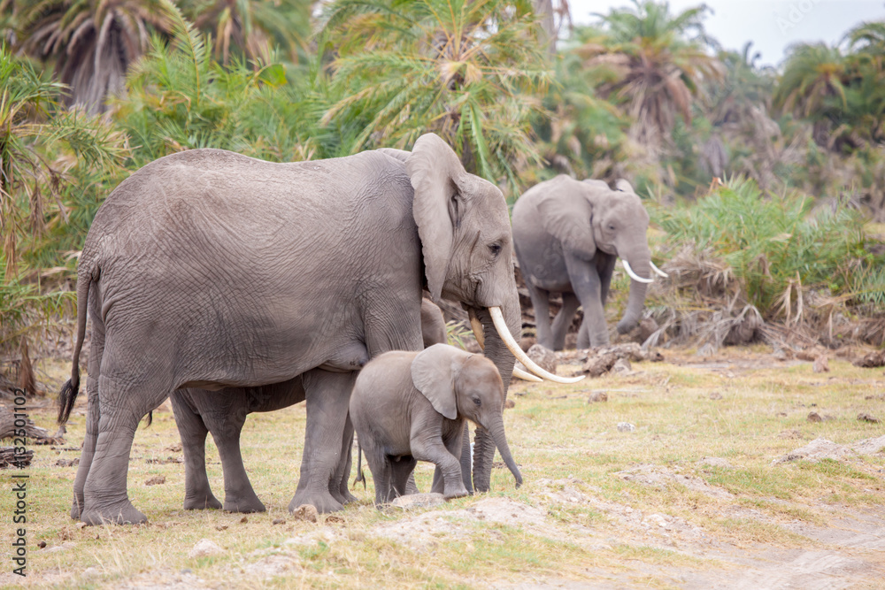 Some elephants are walking in the savannah of Kenya
