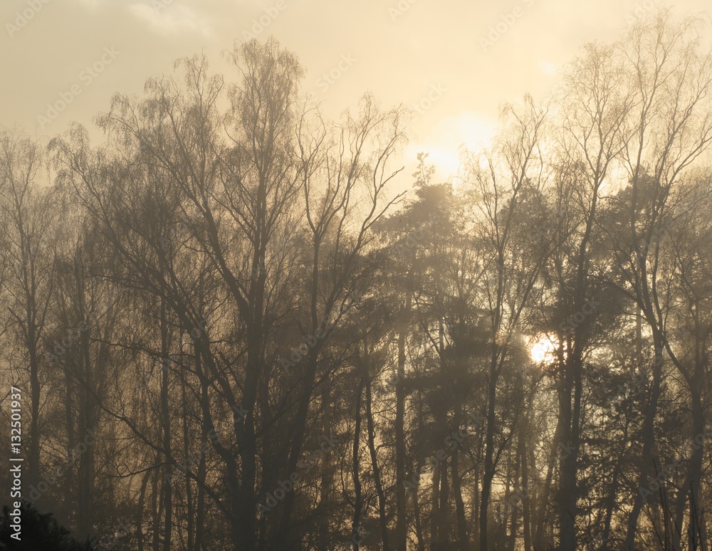 Fototapeta premium Foggy forest with morning sun