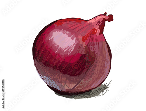 Red onion drawing