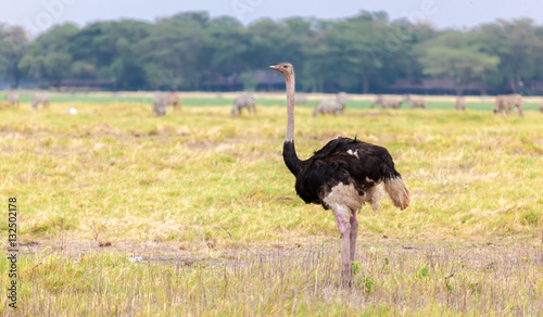 Big ostrich is walking in the savannah of Kenya
