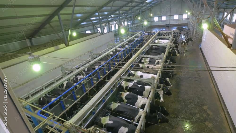 Automated milking of cows at a farm. 4K. Automated milking of cows at a farm. 4K.