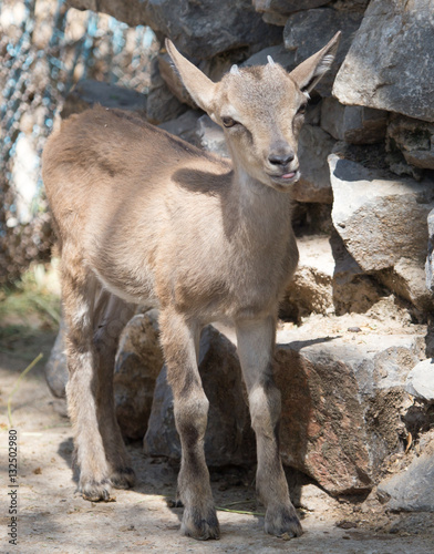 Portrait of a goat in the zoo