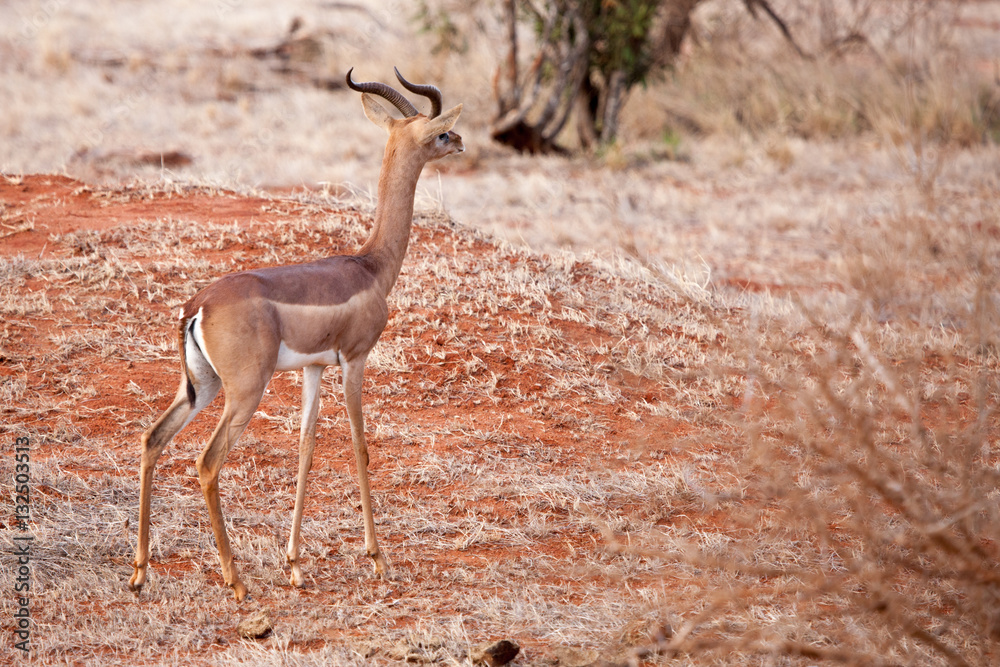 Antelope standing and watching, scenery of Kenya Antelope standing and watching, scenery of Kenya