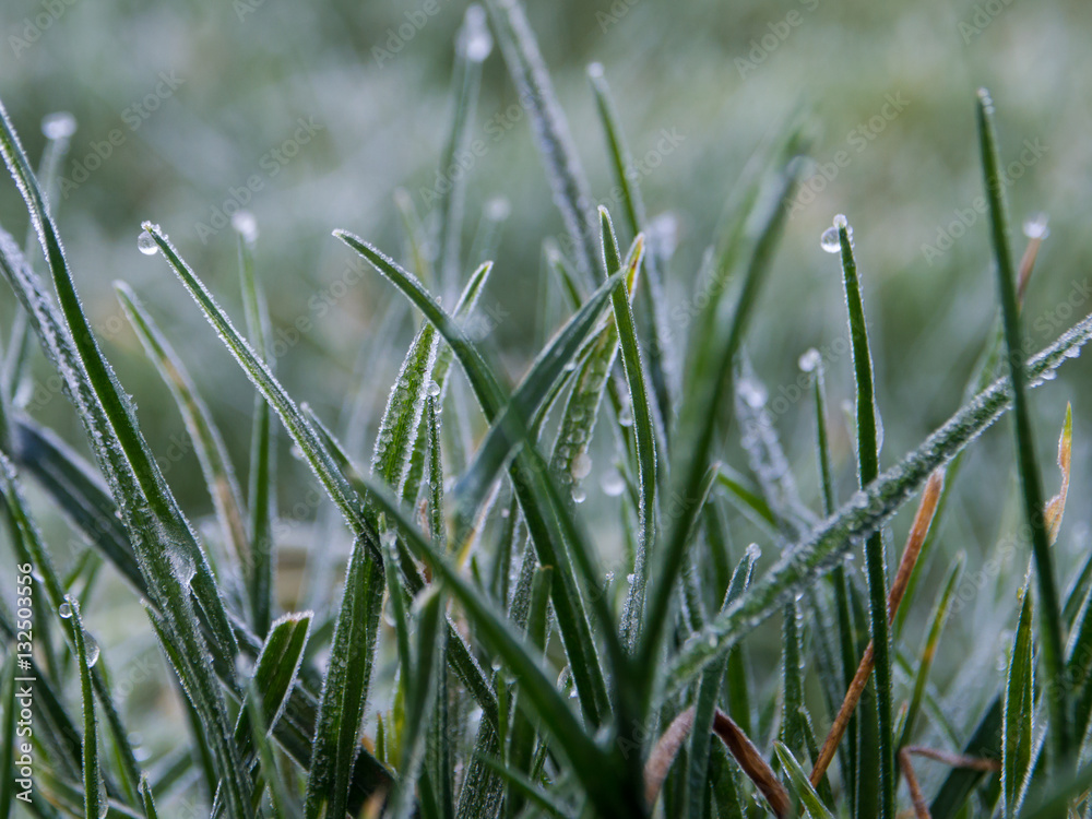 Frosty grass Frosty grass
