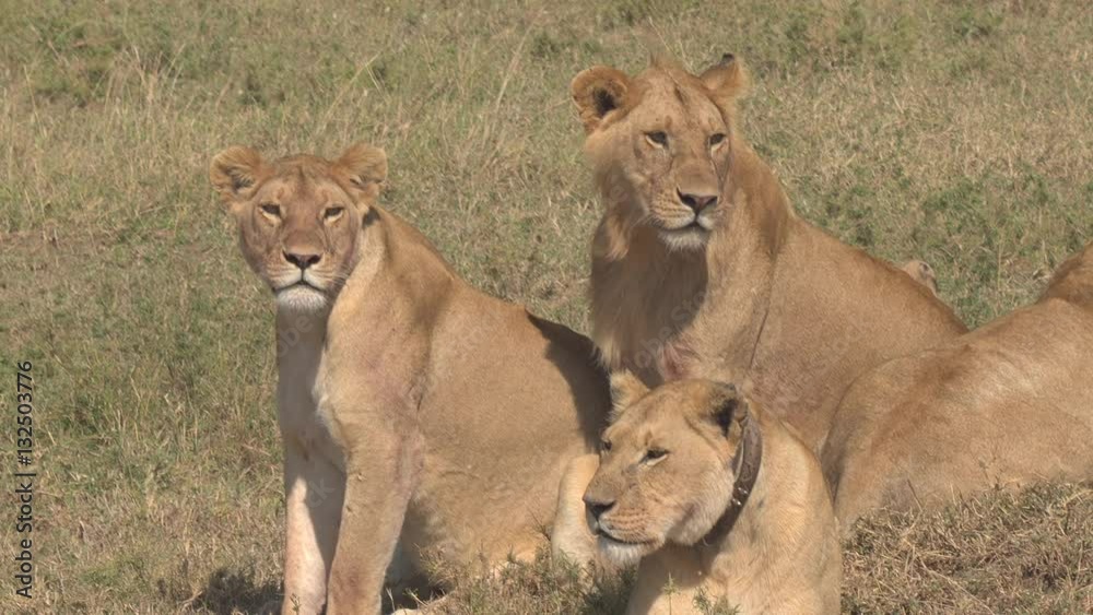 CLOSE UP: Portrait of beautiful lions lying on grassy field in group of five CLOSE UP: Portrait of beautiful lions lying on grassy field in group of five