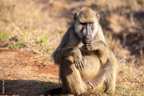 Monkey is sitting, savannah of Kenya, safari