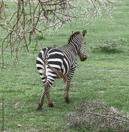 Alone zebra in the Lake Manyara - Tanzania  Eastern Africa