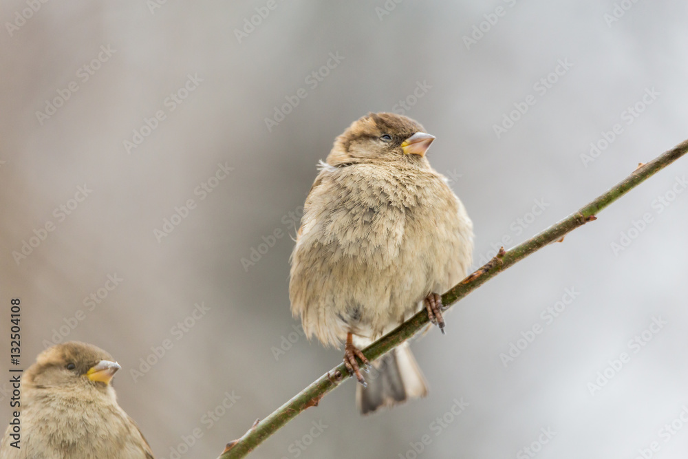 Fototapeta premium Sparrow on a branch