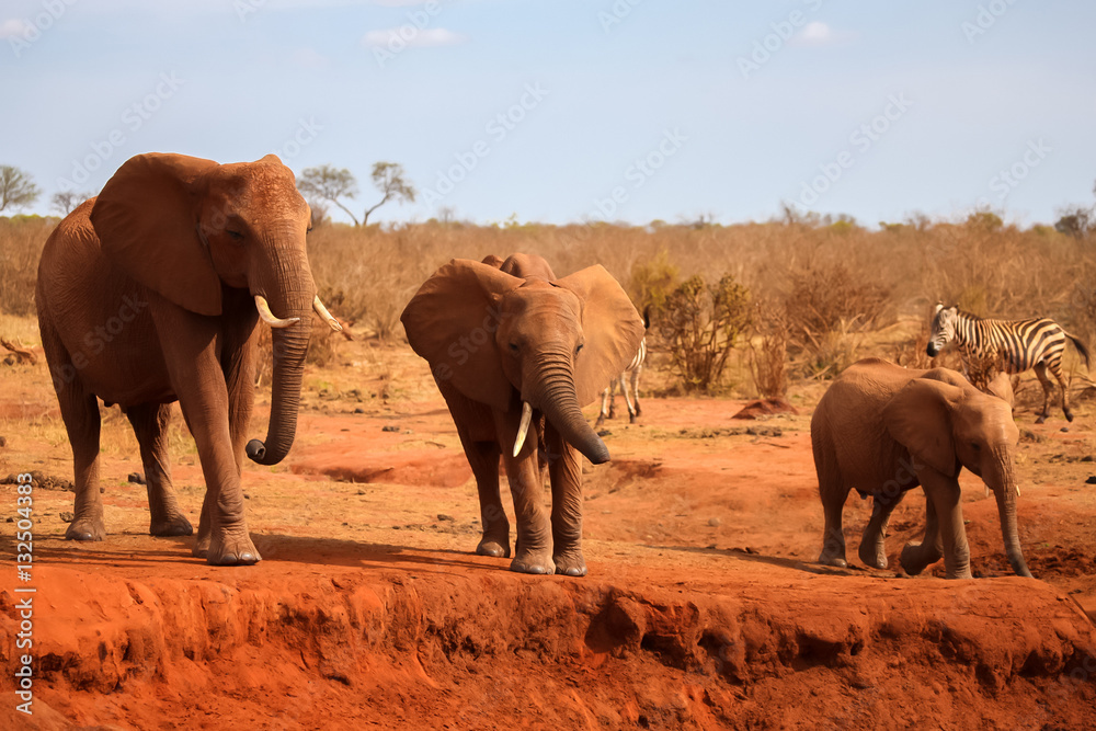 Fototapeta premium Big red elephants is standing, on safari in Kenya