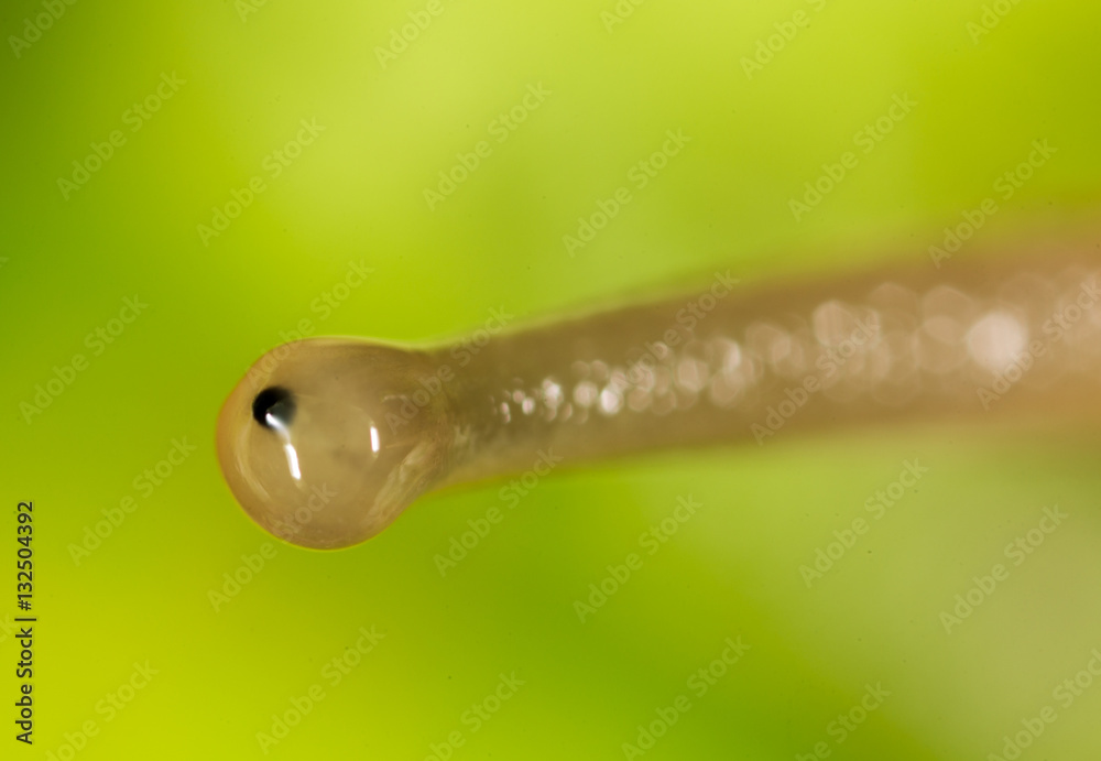 Fototapeta premium Eye snail in nature. super macro