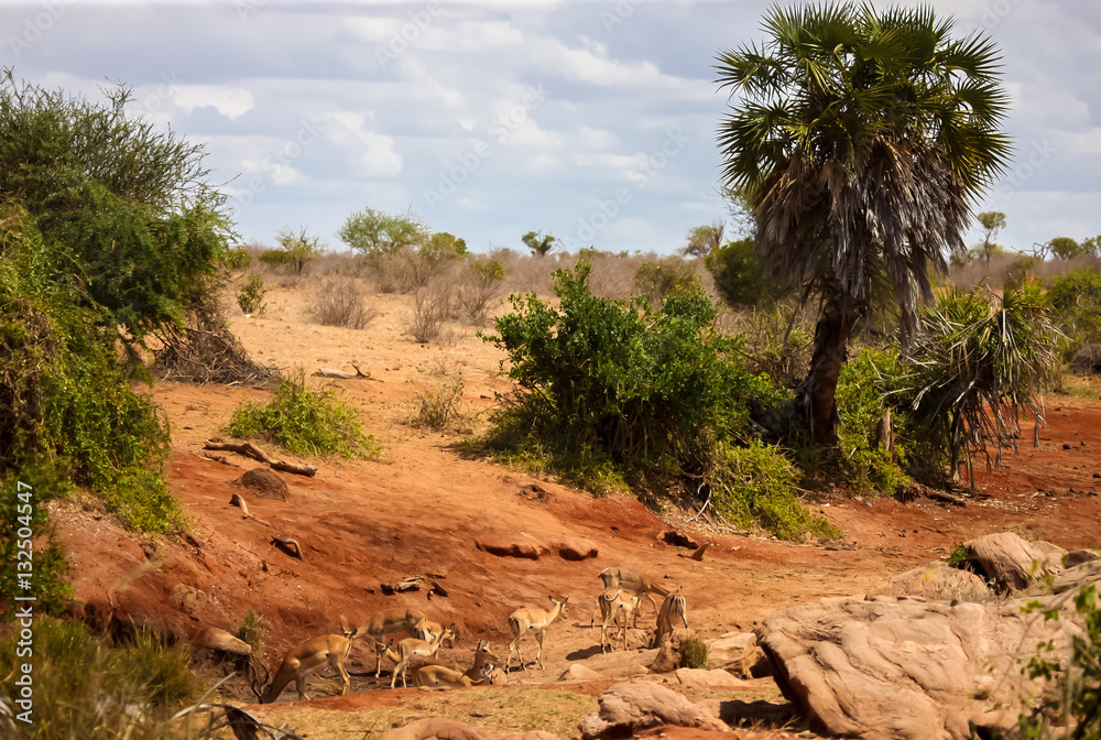 A lot of antelopes drinking water in the savannah, Kenya