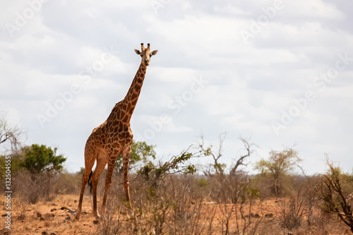 Giraffe in the savannah of Kenya