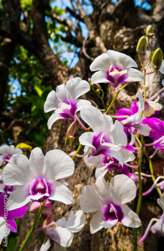 Group of orchid on tree in garden with sunlight