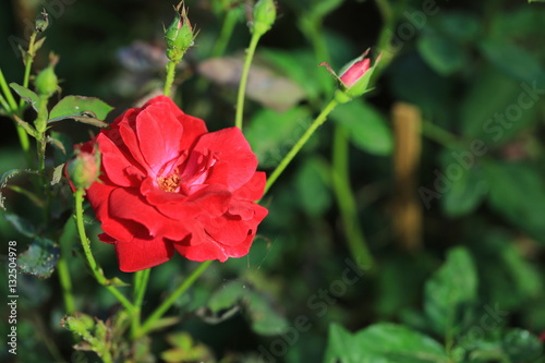 Fototapeta Naklejka Na Ścianę i Meble -  rose in the garden for you sweetheart on valentine day