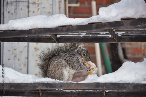 Squirrel eating during winter