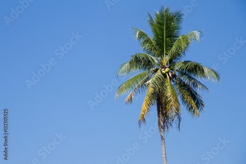 The coconut tree on blue sky background
